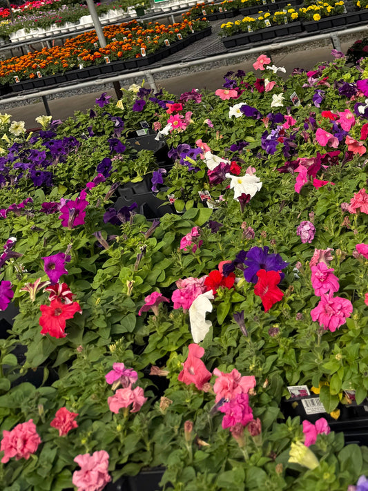 Mother’s Day Monthly Box 🌸🌷🌸